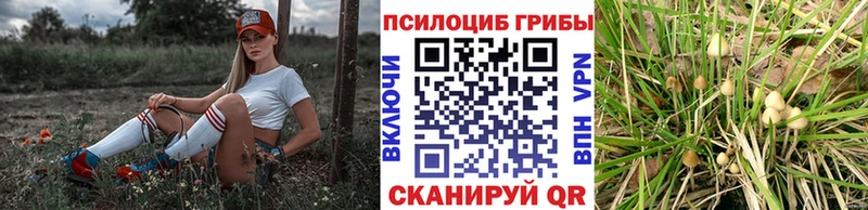 Галлюциногенные грибы Psilocybe  площадка формула  Торжок  наркошоп 